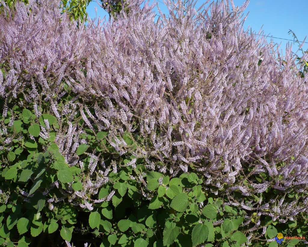 پچولی/نعناع هندی